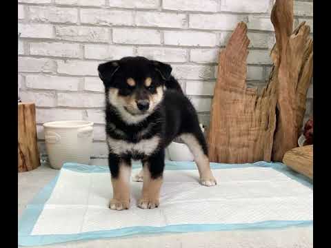 Black & Tan Shiba Inu - Vernon