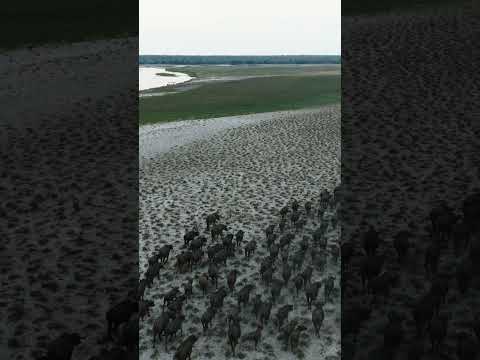 Buffalo herd on the move. Chobe River, Namibia. #buffalo #wildlife #drone #shorts #animals