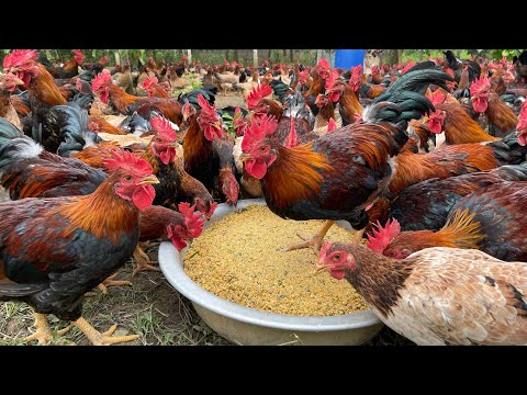 The process of raising native chickens from 1 day old to adulthood - chicken farm.