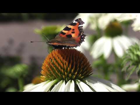 Butterfly | Copyright Free Video Footage