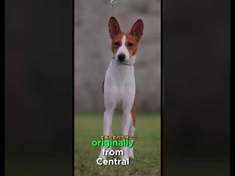 The Barkless Dog – Meet the Basenji! #dog #doglovers #funny #dogs #shorts #shortvideo   #doglover