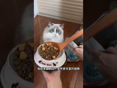 每次叫猫咪带娃，它都是有求必应… #记录猫咪日常  #随时随地运动会