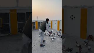 New pigeons ko ura diya 😮#part2 #shortvideo #kabootar #fancykabutar #pigeon #fancykabootar #viral