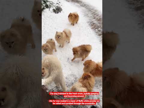 cute dogs playing in snow / The dog frolicked in the fresh snow, joyfully jumping #shorts #dogs