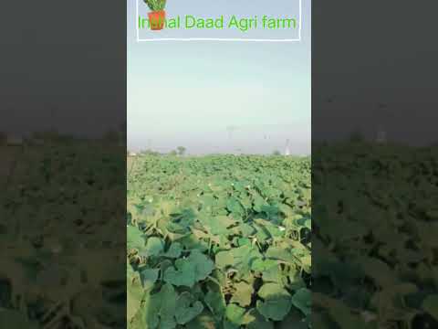 Spray with Drone || DAAD'S AGRI FARM | Cucumber | Pumpkin