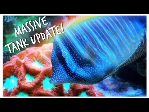 Massive #Reefzilla Update! New Fish & Coral! 180 gallon Custom Mixed Reef Update April 2020