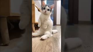 The Way Munchkin Cats Sit Is Too Cute 😺