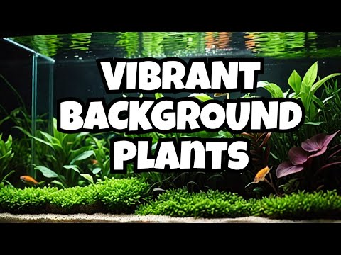 15 Top Background Aquarium Plants 🌿