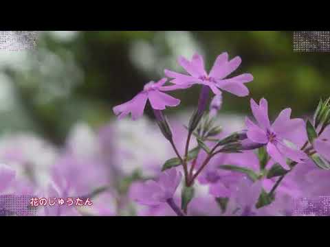 花のじゅうたんモスフロックスの庭園　癒しのタイム20