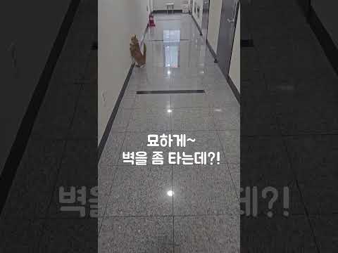 묘하게 벽을 좀 타는데?!~  Juju, you're weirdly good at wall riding~?!  #먼치킨고양이 #munchkin