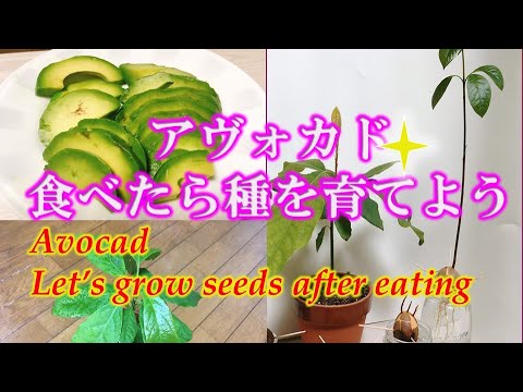 アボカドを食べたら種を栽培＆レンジでチン変色防止裏技Eat avocado and grow seeds! And discoloration prevention tricks in English