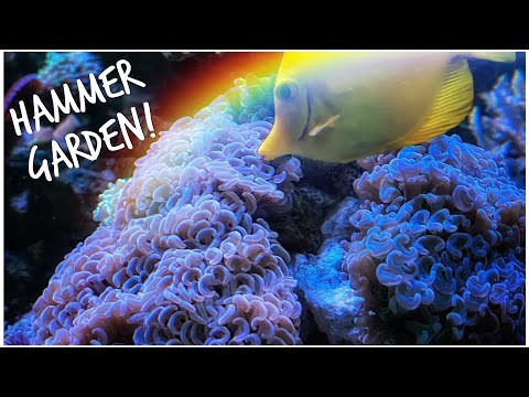 We Create an Awesome Hammer Garden for #reefzilla - 180 Gallon Custom Mixed Reef Tank