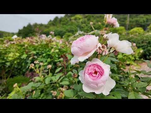 202406　旅日記　前半　富山〜ゆの里（和歌山）〜花咲ファーム〜大阪駅