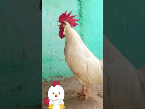 Rooster Crowing 🐓📢🤩 (S07E03) #shorts