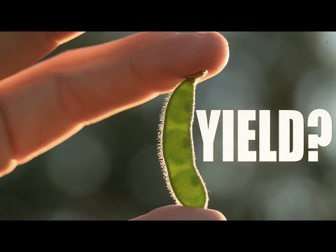 HOW TO DETERMINE YIELD ESTIMATES ON SOYBEANS