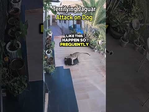 Terrifying Jaguar Attack on Dog