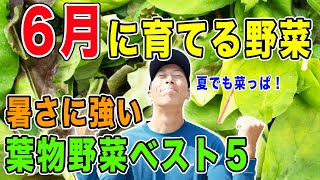 6月に育てる野菜紹介　葉物野菜ベスト５　暑さに強い菜っぱたち