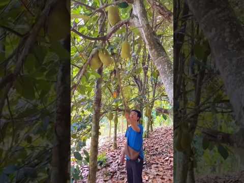 Jackfruit & Durian Fruit Have You try  Any Of Them #fruit #tasty #satisfyingvideo