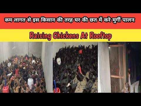 Ghar Ki Chhat me Murgi Palan Investment And Profit || Hen Farming In Home  #chicken