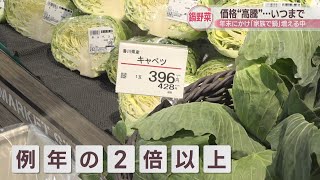 ダイコン、ハクサイは例年の2倍以上…「鍋野菜」の高騰なぜ？いつまで続く？