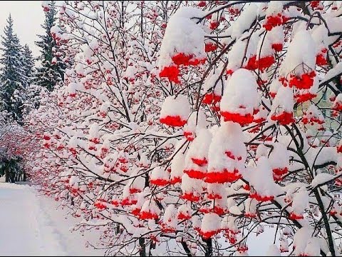 Первый снег...   исп.  Нина Коста, С. Гамбурцев,   В. Крутецкий