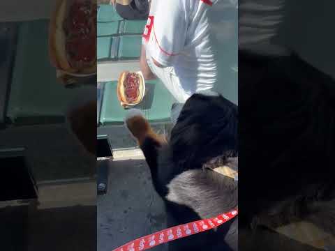 Bernese Mountain Dog Tries to Get Hotdog Through Glass Barrier