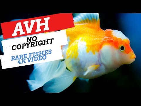 RARE FISHES ULTRA 4K FOOTAGE|NO COPYRIGHT NATURE RELAXATION VIDEO |ROYALTY FREE OCEAN LIFE| AVH