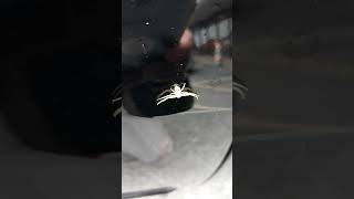 White Strange Spider Never Seen Before