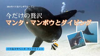 マンタ＆マンボウ大集合！バリ島ヌサペニダで特別な冒険