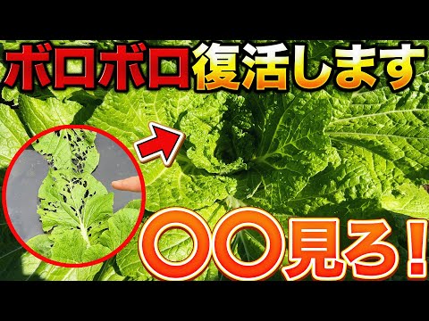 【諦めるな！】白菜害虫に食べられても〇〇があれば復活します！実際に復活した株も紹介