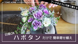 ３つ並べるだけで超簡単！ミニハボタンの寄せ植えの作り方【日陰OK】