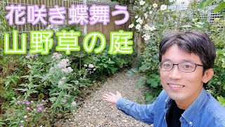 【山野草の庭】秋の花咲き、蝶の舞うステキな空間になりました🌼🦋