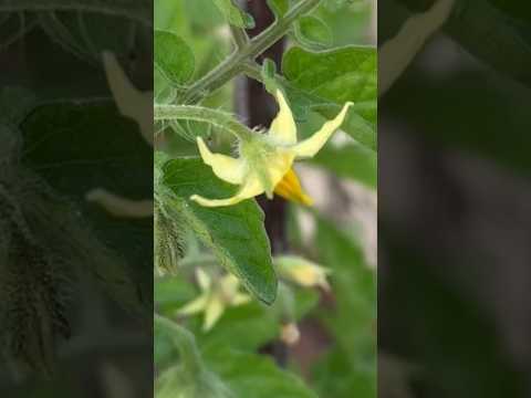 Organic Gardening/Tomato Flowers Dropping Solution #handpollination #youtubeshorts