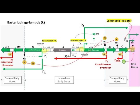 (G4) Bacteriophage Lambda: Lysis and Lysogenic Pathways