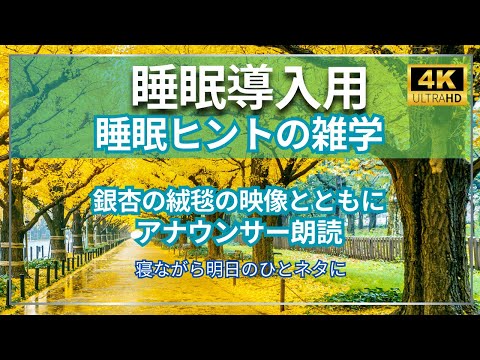 【睡眠のヒント】の雑学 銀杏の絨毯が広がるの４K映像とともに