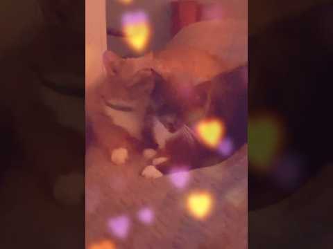 Kissing Cat videos that go viral