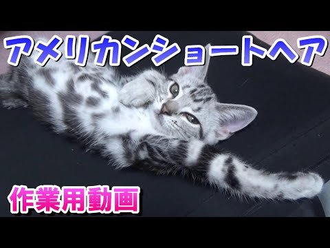 子猫のアメリカンショートヘア（作業用猫動画）