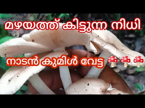 പ്രകൃതിയിൽ ഉണ്ടായ  കുറച്ച് കൂൺ പറിക്കാം 🍄#കൂൺ #കുമിൾ #mushroom