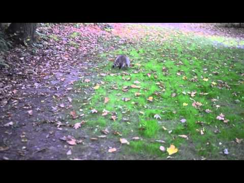 Fenelon Falls- Racoon visits cottage