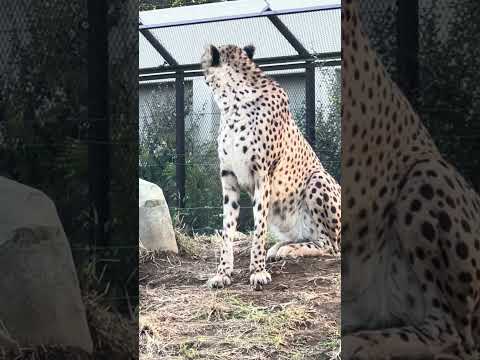 #shorts チーターのアジャブさん　千葉市動物公園