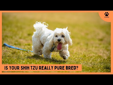 How to Identify a Pure Shih Tzu Puppy