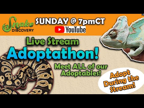 Snake Discovery Adoptathon 11-17-24