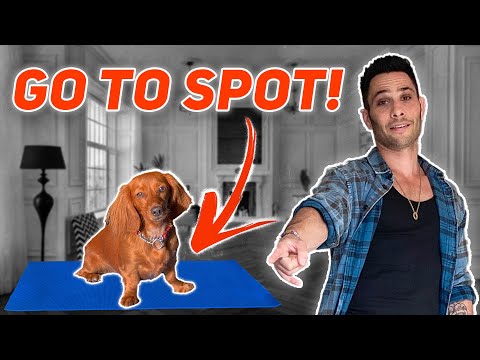 Teach All Dogs To Go To Their Spot FAST!  W/ Dog Expert Justin Silver