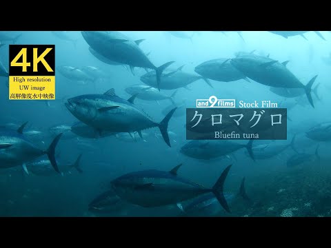 【4K 水中映像】クロマグロ / Bluefin tuna / Thunnus orientalis