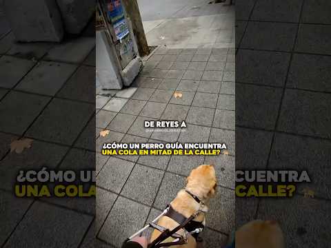 ¿ cómo un perro guía encuentra una cola en mitad de la calle?