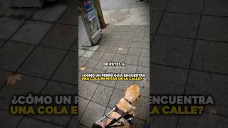 ¿ cómo un perro guía encuentra una cola en mitad de la calle?