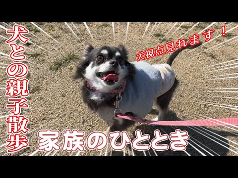 【ダックス犬の視点カメラ❗️】地面とかなりスレスレ💦今後気を付けないといけないポイント【発見❗️】チワワとダックスで河川敷散歩♪