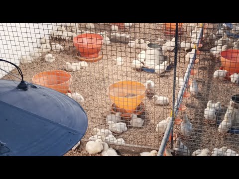 Poultry farm chicks day 6 routine hard work || 1200 broiler chicks feeding and brooding in winter