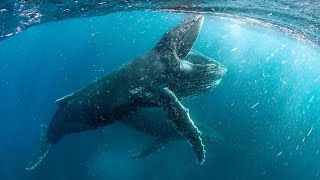 複雑になったり単純になったり　ザトウクジラの「歌」が変化するわけ