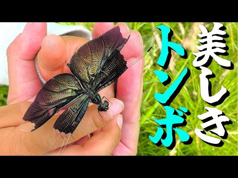 【虫取り】梅雨時の公園に行ったら楽しすぎた！家族で虫取り！！！